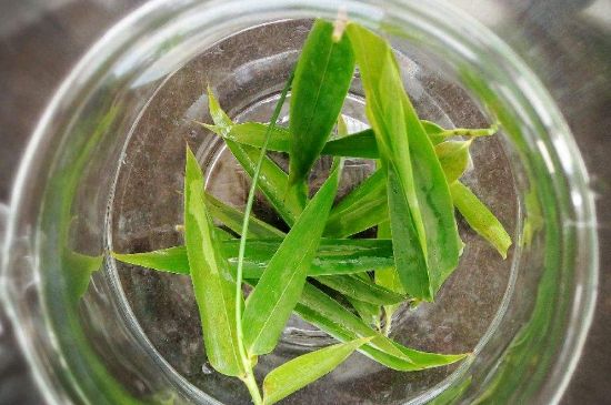 竹葉茶的禁忌，竹葉泡茶的功效禁忌