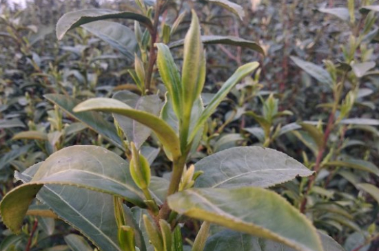 家庭如何保存碧螺春茶葉，蘇州洞庭碧螺春綠茶怎么保存？