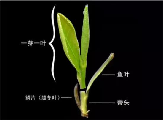 摘茶葉最快的方法，采摘茶葉怎么才能快？