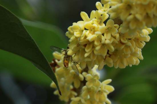 桂花茶禁忌，喝桂花茶有什么禁忌