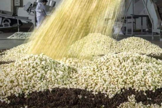 茉莉龍珠怎么做的，茉莉龍珠的制作工藝