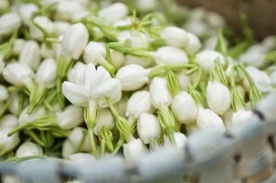 十大排毒養(yǎng)顏花茶，喝什么花茶排毒養(yǎng)顏