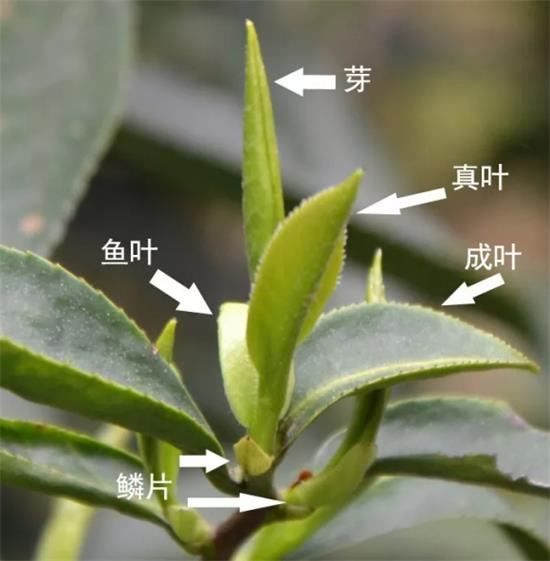 摘茶葉最快的方法，采摘茶葉怎么才能快？