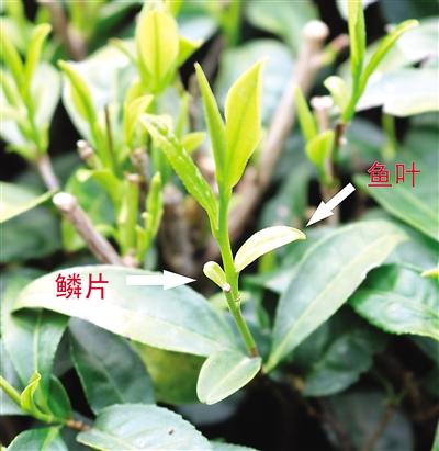 摘茶葉最快的方法，采摘茶葉怎么才能快？