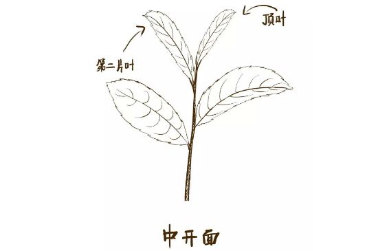 武夷巖茶的初制、精制加工工藝詳細(xì)講解