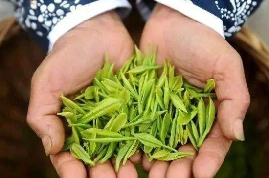 摘茶葉最快的方法，采摘茶葉怎么才能快？