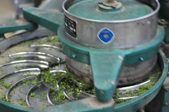 武夷巖茶的初制、精制加工工藝詳細(xì)講解