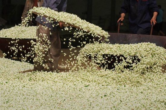 茉莉龍珠怎么做的，茉莉龍珠的制作工藝