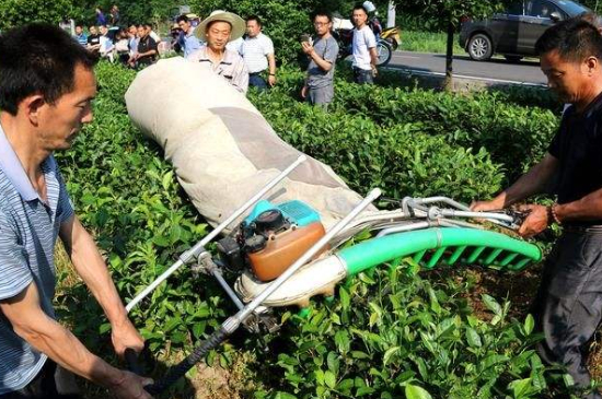 采茶的方法與步驟，如何正確采摘茶葉？