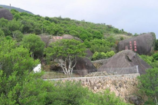 宋種一號價值為什么高，鳳凰單樅宋種1號價格與產(chǎn)量多少？