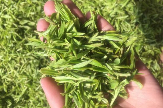 龍井好喝還是毛尖好喝，綠茶是龍井好還是毛尖好？