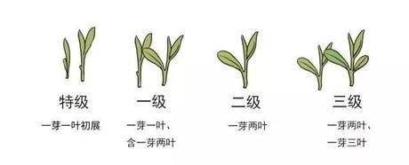 烏牛早和龍井的區(qū)別圖片，龍井43號(hào)和烏牛早茶的對(duì)比