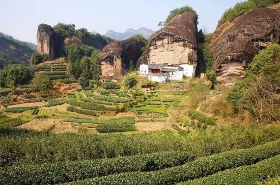 馬頭巖肉桂是大紅袍嗎，大紅袍肉桂屬于什么茶？