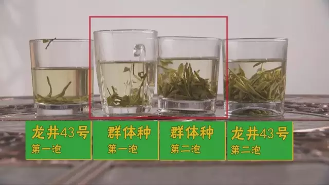 烏牛早和龍井的區(qū)別圖片，龍井43號(hào)和烏牛早茶的對(duì)比