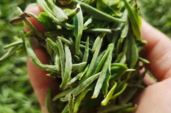 金壇雀舌算不算好茶，金壇雀舌屬于什么檔次茶葉？