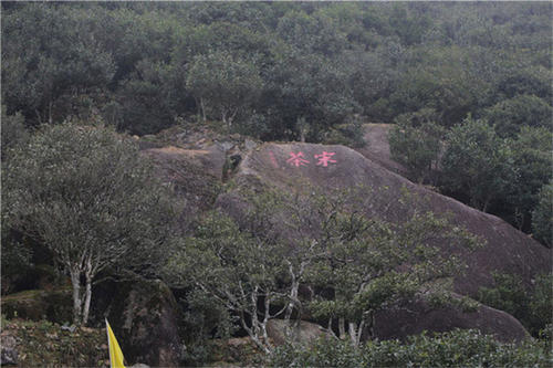 宋種一號價值為什么高，鳳凰單樅宋種1號價格與產(chǎn)量多少？