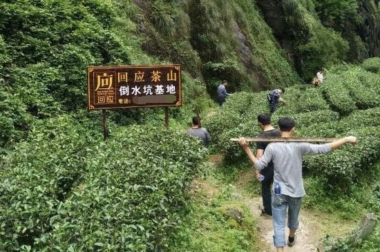 300塊錢(qián)的金駿眉能喝嗎，兩三百多金駿眉和一千多區(qū)別