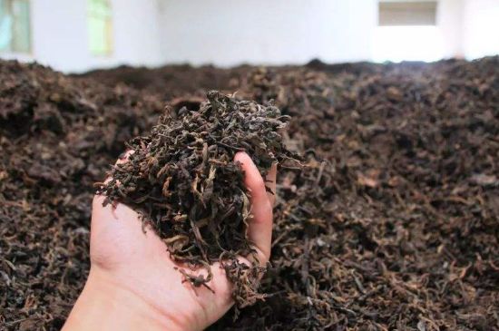 茯磚茶與普洱茶哪個好，茯茶和普洱茶口味區(qū)別