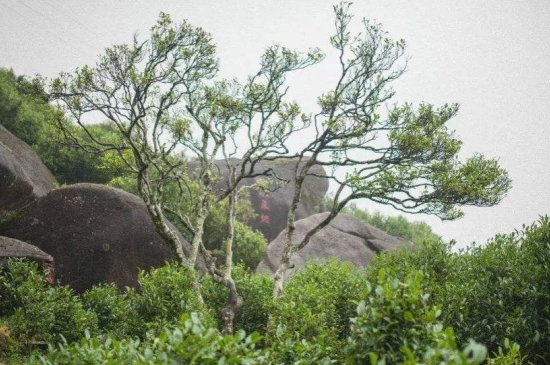 宋種一號價值為什么高，鳳凰單樅宋種1號價格與產(chǎn)量多少？