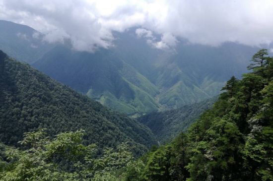 300塊錢(qián)的金駿眉能喝嗎，兩三百多金駿眉和一千多區(qū)別