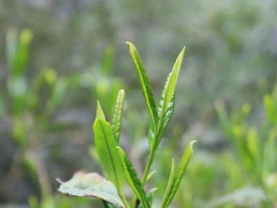 六安瓜片的功效與禁忌，六安瓜片適合什么人喝