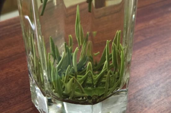 竹葉青和雀舌哪個貴，竹葉青茶貴嗎？