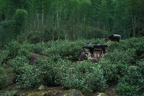 300塊錢(qián)的金駿眉能喝嗎，兩三百多金駿眉和一千多區(qū)別