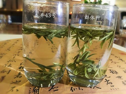 烏牛早和龍井的區(qū)別圖片，龍井43號(hào)和烏牛早茶的對(duì)比