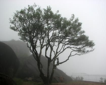 宋種一號價值為什么高，鳳凰單樅宋種1號價格與產(chǎn)量多少？