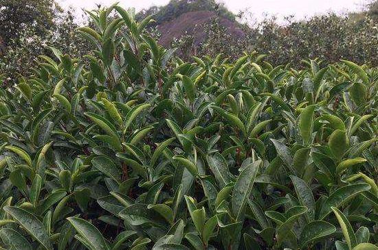 馬頭巖肉桂是大紅袍嗎，大紅袍肉桂屬于什么茶？