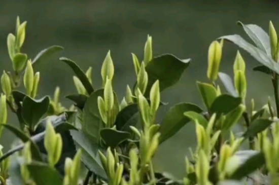 什么是雪前龍井茶，明前、雨前、雨后龍井有什么區(qū)別？