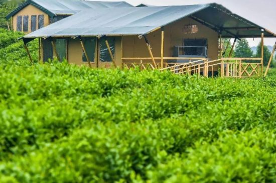 金壇雀舌算不算好茶，金壇雀舌屬于什么檔次茶葉？