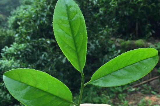 鋸朵仔跟鴨屎香哪個貴，鋸朵子和鴨屎香哪個好喝？