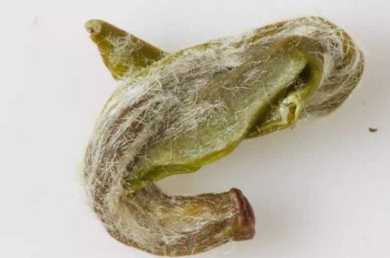 羊巖勾青是綠茶嗎，羊巖勾青茶屬于什么茶？